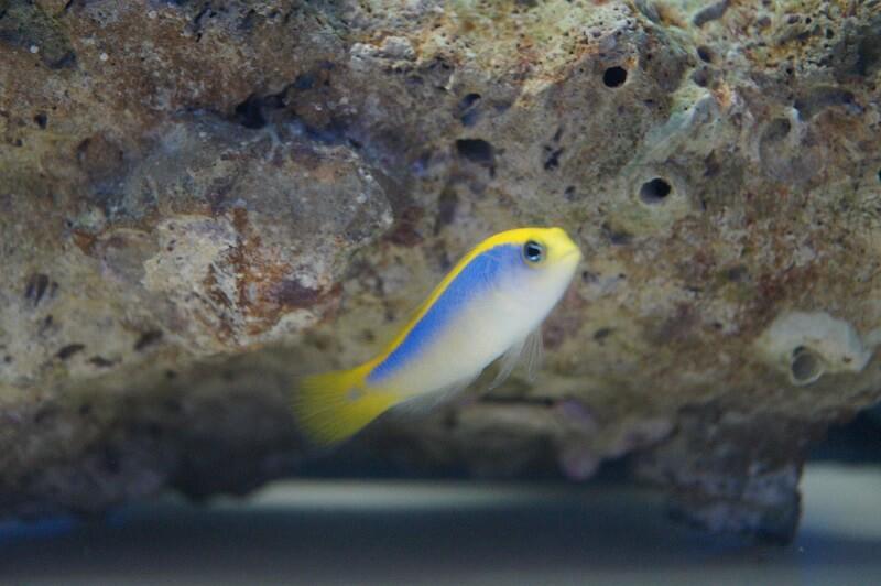Gelbrücken-Zwergbarsch Nachzucht - Pseudochromis flavivertex